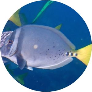 Prionurus laticlavius - 