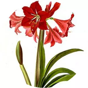 Priscilla Susan Bury