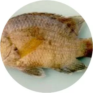 Pristolepis fasciata