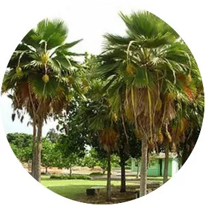 Pritchardia