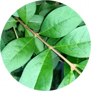 Privet - Plants