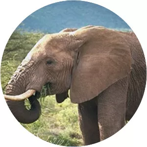 Proboscideans - Animal