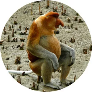 Proboscis monkey - Primate