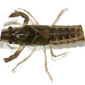 Procambarus acutus