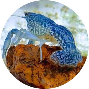 Procambarus fallax - Animal