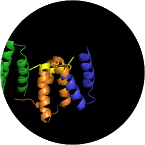 Procollagen-proline dioxygenase