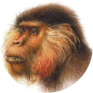 lucia dumitrescu proconsul