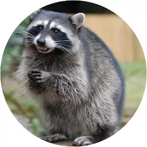 Procyonidae - Animal