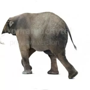 Prodeinotherium