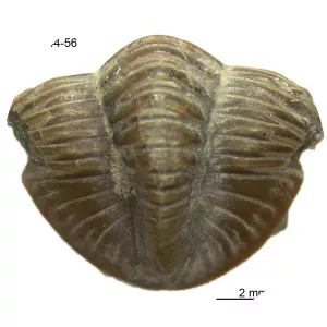 Proetus - Son of Abas