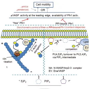 Profilin 1 - Protein