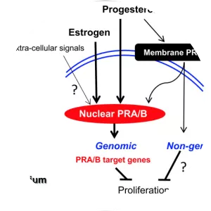 Progesterone receptor - 