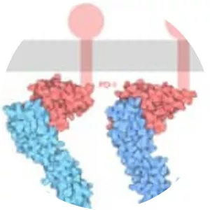 Programmed cell death protein 1 - 