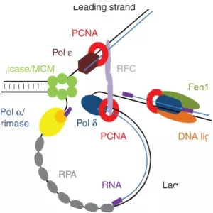 Proliferating cell nuclear antigen - Protein