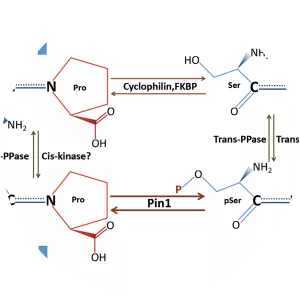 Prolyl isomerase - 