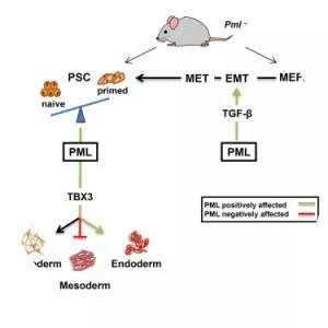 Promyelocytic leukemia protein - 