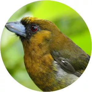 Prong-billed barbet