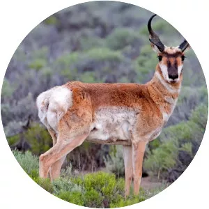 Pronghorn