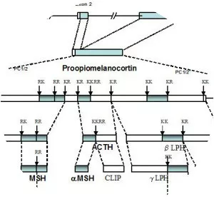 Proopiomelanocortin - 