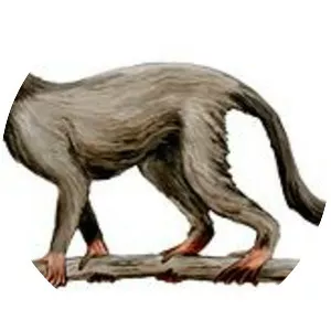 Propliopithecoidea - Primate