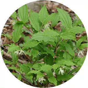 Prosartes maculata - 