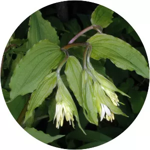 Prosartes - Plants