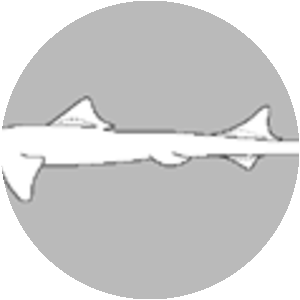 Proscyllium venustum photograph