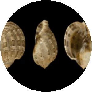 Prosobranchia - Animal