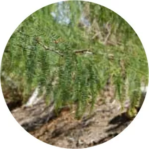 Prosopis alpataco - 