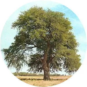 Prosopis caldenia - Plants