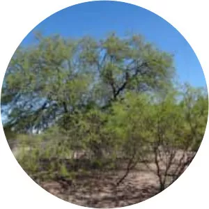 Prosopis flexuosa - Plants