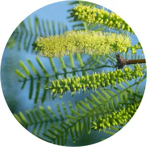 Prosopis glandulosa