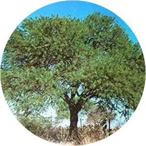 Prosopis nigra - Plants