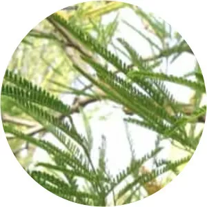 Prosopis nigra (Prosopis Nigra)