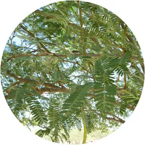 Prosopis velutina