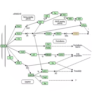 Prostaglandin-endoperoxide synthase 2 - 