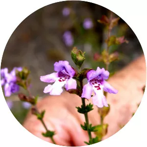 Prostanthera eurybioides