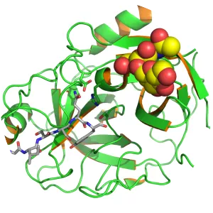 Prostate-specific antigen - 
