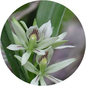 Prosthechea abbreviata - 