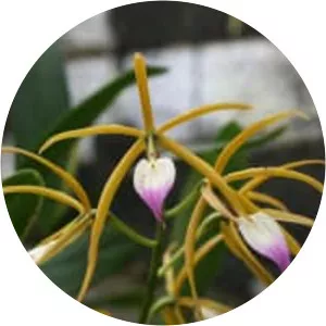 Prosthechea brassavolae