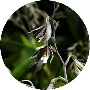 Prosthechea campylostalix - 