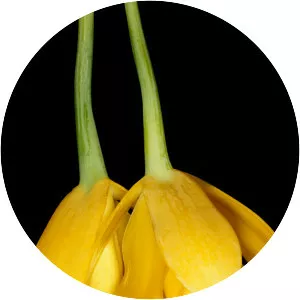 Prosthechea citrina - 