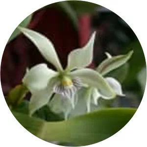 Prosthechea fragrans - 