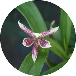 Prosthechea garciana - 