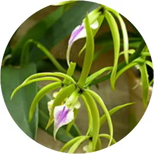 Prosthechea ionocentra - 