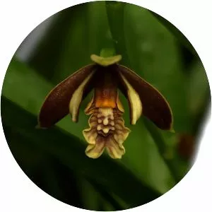 Prosthechea livida - 