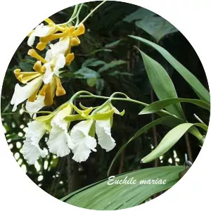 Prosthechea mariae - 