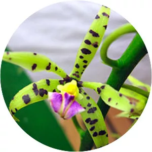 Prosthechea prismatocarpa - 