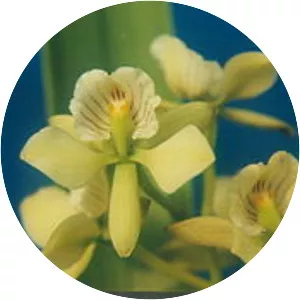 Prosthechea radiata - 