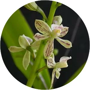 Prosthechea vespa - 